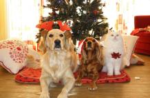 Mascotas en Navidad y Fin de año