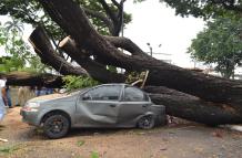arbol caido