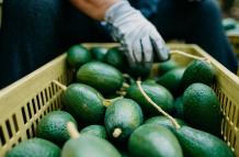 aguacate.jpg