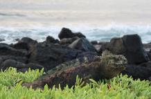 Fotografía de una iguana marina, el 8 de febrero de 2022, en la isla Santa Cruz (Ecuador).