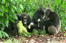 Un grupo de chimpancés macho comparten una yaca en una plantación de café.