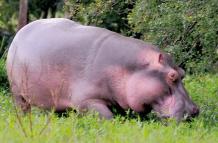 Fotografía de archivo en la que uno de los hipopótamos que el narcotraficante colombiano Pablo Escobar importó para llevarlos a la Hacienda Nápoles, en Puerto Berrío (Antioquia, Colombia).