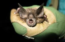 Fotografía cedida por la organización Bat Conservation International donde se muestra un murciélago de la especie Rhinolophus hilli (murciélago de herradura de Hill) encontrado en una de las cuevas en el Parque Nacional Nyungwe, en Ruanda.