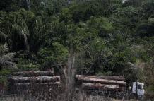 deforestación