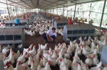 Industria avícola+Ecuador