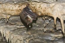 Imagen de un murciélago de orejas de ratón.