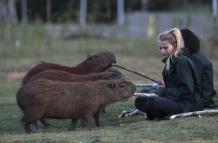 Unas personas alimentan unos capibaras en la ribera del río Pinheiros, el 16 de mayo de 2022, en Sao Paulo (Brasil).