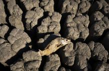 Imagen de archivo de la extrema sequía en la presa de Nqweba, en Sudáfrica.