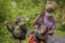 En cuanto Banalia, una chimpancé de un año, llegó el pasado diciembre al centro de rehabilitación de primates de Lwiro, en el este de la República Democrática del Congo (RDC), los veterinarios empezaron a tratar su malnutrición severa, sus heridas y sus t