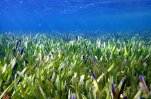 La planta más grande del mundo -un organismo marino de unos 200 kilómetros cuadrados- más de tres veces la isla de Manhattan- fue hallada en el oeste de Australia por científicos que determinan que tiene unos 4.500 años de antigüedad, según un estudio pub
