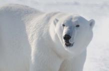 Un macho adulto de oso polar en el noroeste de Groenlandia.
