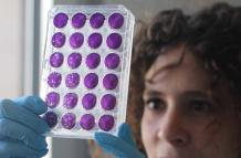 Una de los miembros del equipo, Meriem Bekliz, observa una de las placas usadas para determinar la capacidad de neutralización de los anticuerpos.