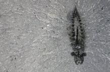 Espécimen fósil de Stanleycaris hirpex. El material oscuro del interior de la cabeza son restos de tejido nervioso.