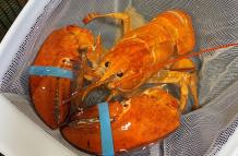 Fotografía cedida por Red Lobster donde se aprecia a un raro ejemplar de langosta color naranja que fue bautizado por los empleados con el nombre de "Cheddar", por su color parecido al del queso del mismo nombre, después de librarlo de morir hervido en ag
