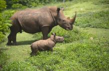 El rinoceronte bebé Ale y su madre caminan por la 'pradera africana' del Zoológico Nacional, hoy, en La Habana (Cuba).