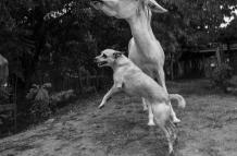 Sociedad_Mascotas_Libro_El perro feliz