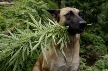 Fotografía de archivo del 20 de noviembre de 2013 de un perro sosteniendo una planta de cannabis en Sabaneta (Colombia).
