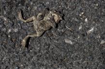En la foto, un sapo muerto en Folgoso do Courel, tras el paso del fuego.