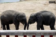 Los medios estatales inciden en que la población de elefantes asiáticos salvajes -bajo protección estatal de nivel A, el más elevado en China- que viven en Yunnan es de 300 ejemplares, 107 más que en 1980.