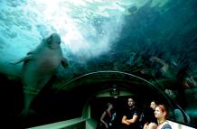 En la image de archivo, un dugongo nada en su hábitat en la Laguna Sirena (Mermaid Lagoon), en el Acuario de Sidney (Australia).