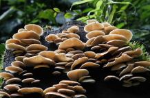Imagen de archivo de unos hongos del bosque nuboso Palo Verde, una reserva natural ubicada en el centro de Costa Rica.