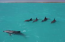 Una alianza de cuatro delfines macho junto a una hembra.