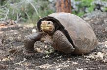 Tortuga Fernanda