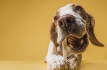 Sociedad_Mascotas_Perros_Alimentación_Huesos