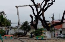 cortan árboles guayacanes