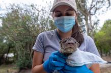 Nutria- rescate- zoo