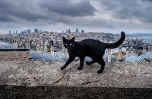 Sociedad_Mascotas_Gatos negros_Mitos
