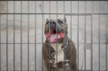 Pitbull