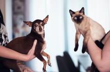 Sociedad_Mascotas_Perros vs gatos