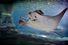 Manta raya