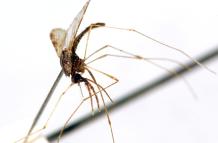 Mosquito