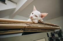 Sociedad_Mascotas_Gatos_Trasteo