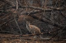 INCENDIOS