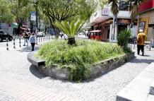 Quito- césped