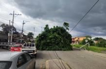 Arbol
