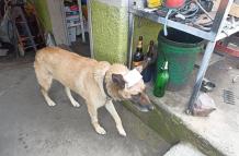 Perro herido