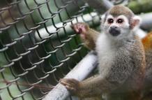 Mundo_Colombia_Fauna silvestre