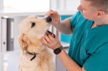 El veterinario realiza diagnóstico de la cavidad oral del animal