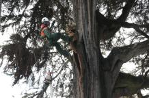 Mantenimiento de árbol patrimonial en la casa de la cultura