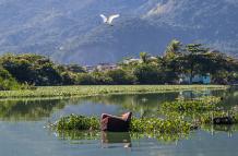 Mundo_Medioambiente_Aves_Río de Janeiro