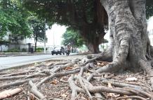 Árboles de caucho