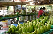 Banano export
