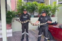 serpientes Guayaquil