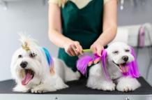 Sociedad_Mascotas_Trato animal