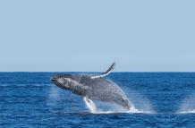 Descubrimiento sobre las ballenas (7277688)
