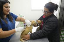El Niño, vacunas mascotas